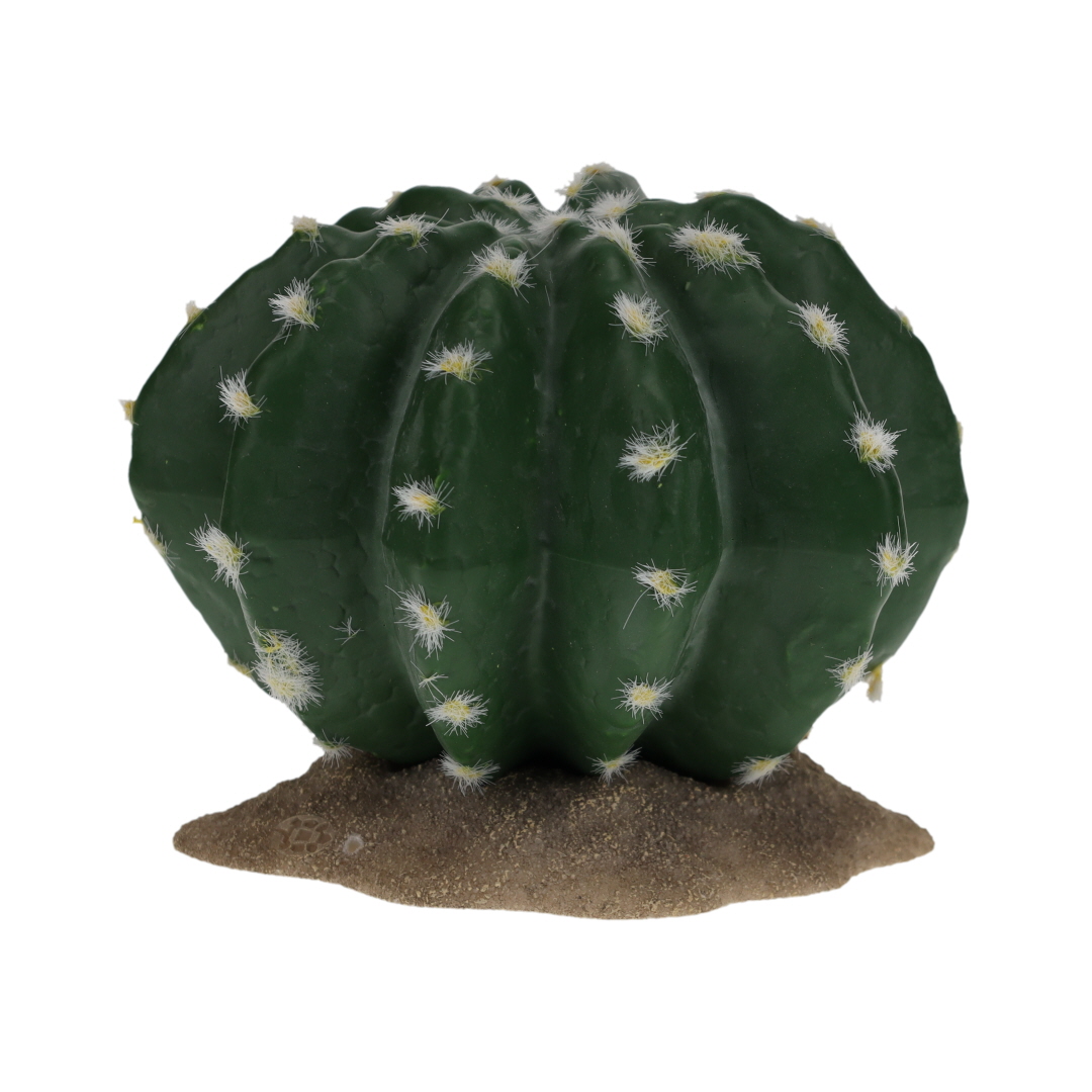 Echinocactus 2 vert - Product shot