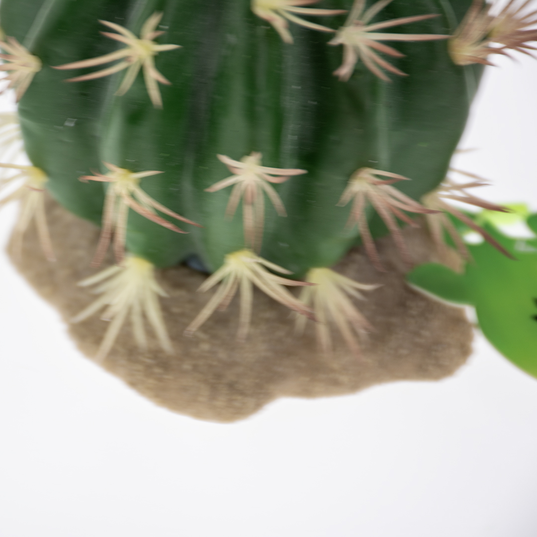 Echinocactus green - Detail 1