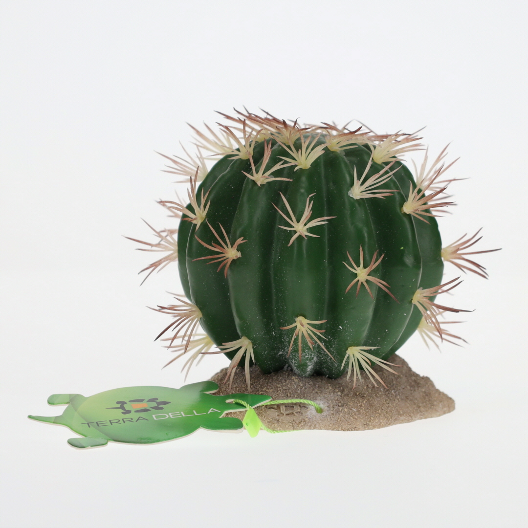 Echinocactus green - Facing