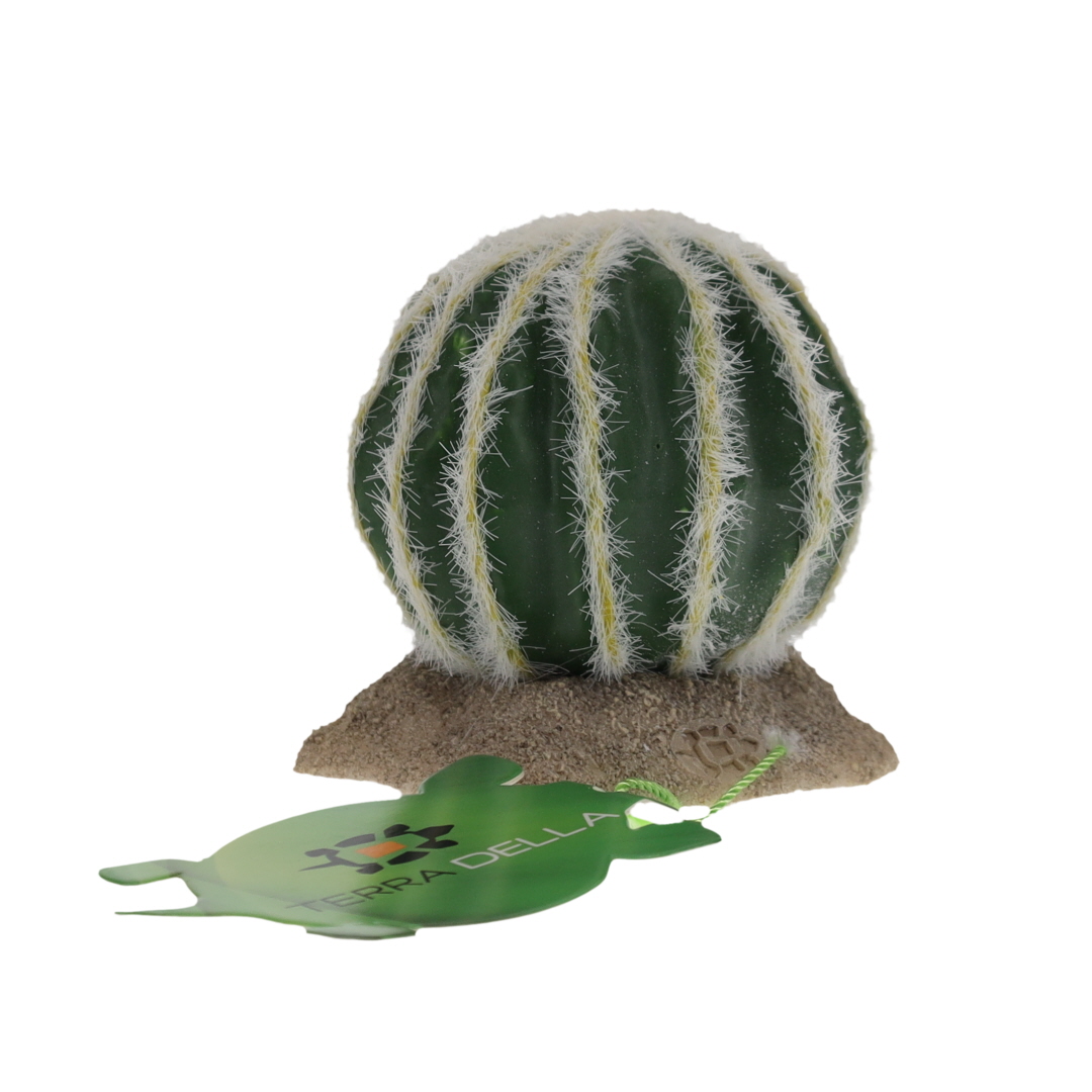 Echinocactus grün - Verpakkingsbeeld