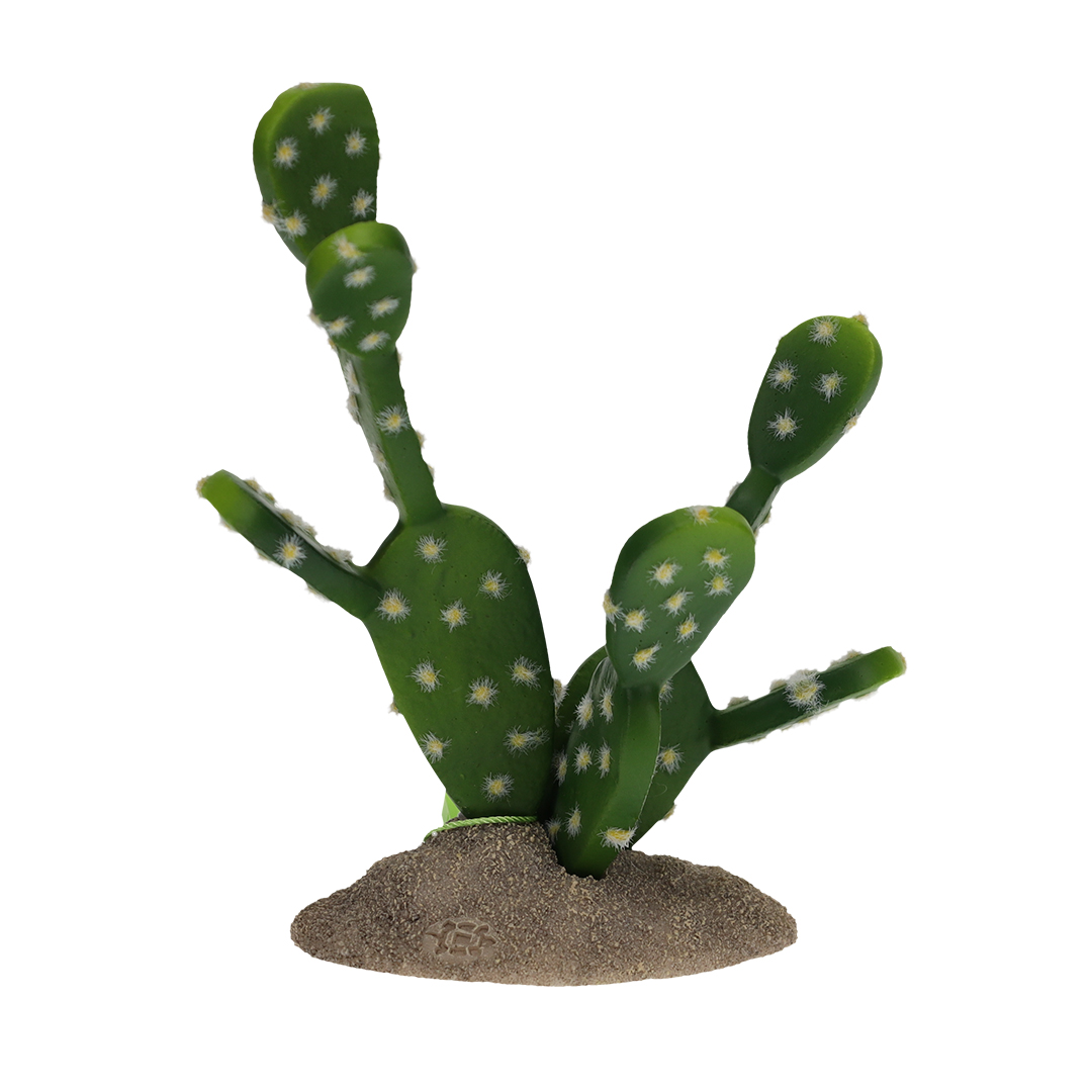 Prickly pear cactus green - Verpakkingsbeeld