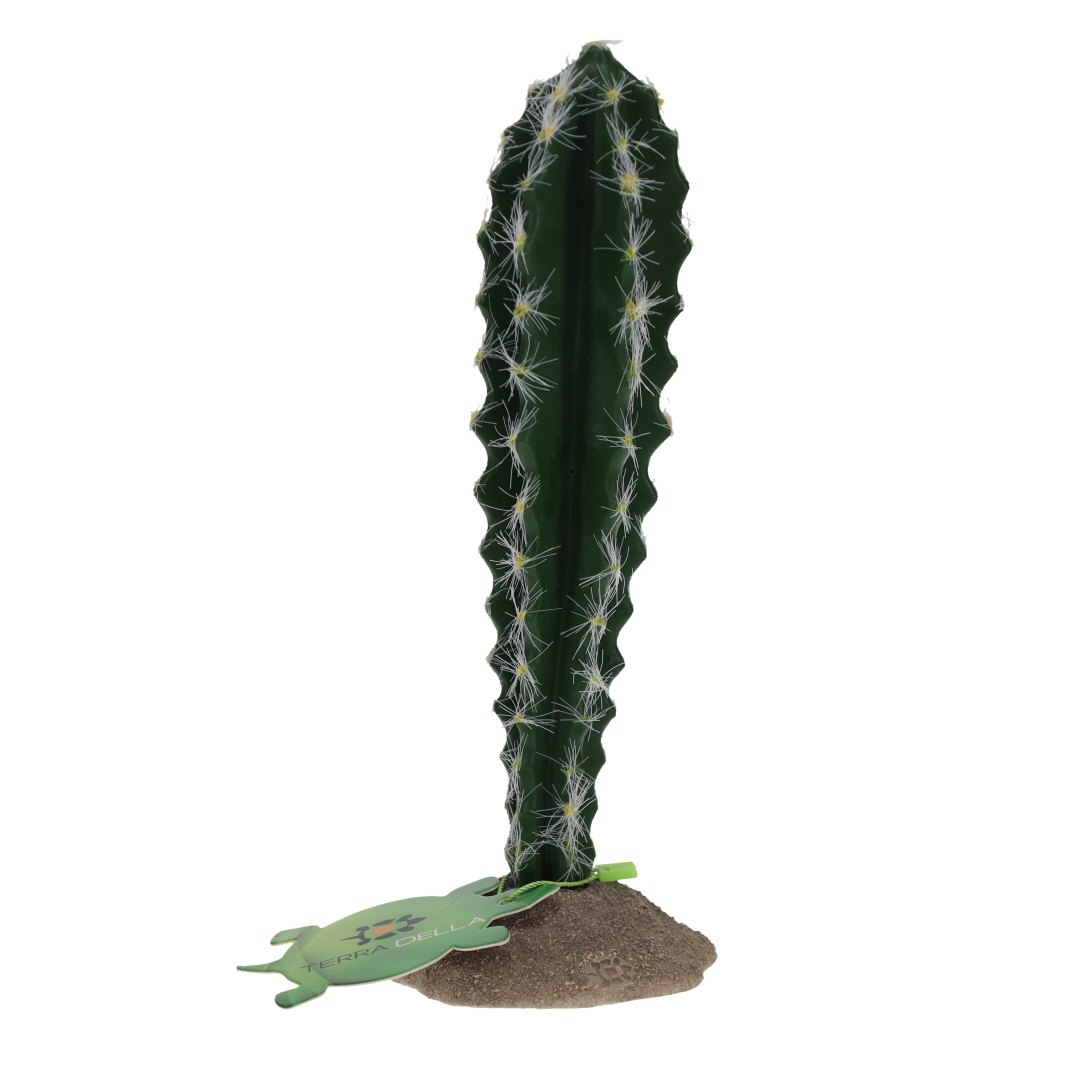 Cactus cylindrique 1 vert - Facing