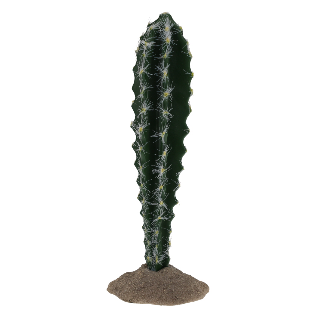 Cactus cylindrique 1 vert - Product shot