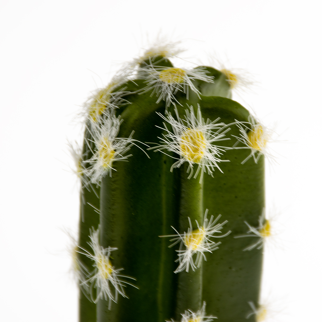 Cactus columnar 2 green - Detail 2