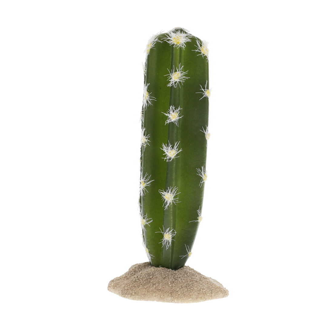 Cactus cylindrique 2 vert - Product shot