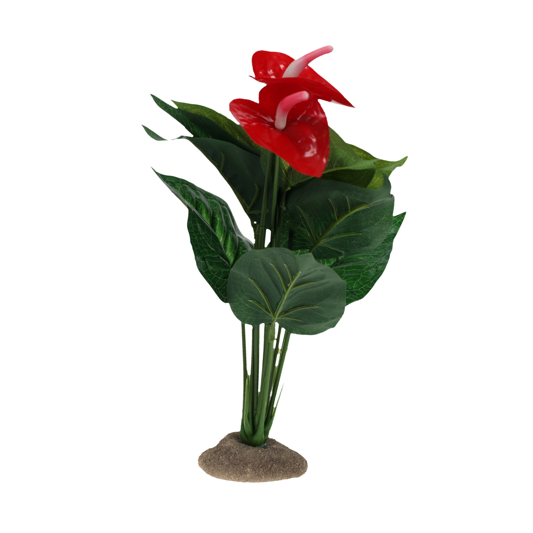 Anthurium vert - Product shot