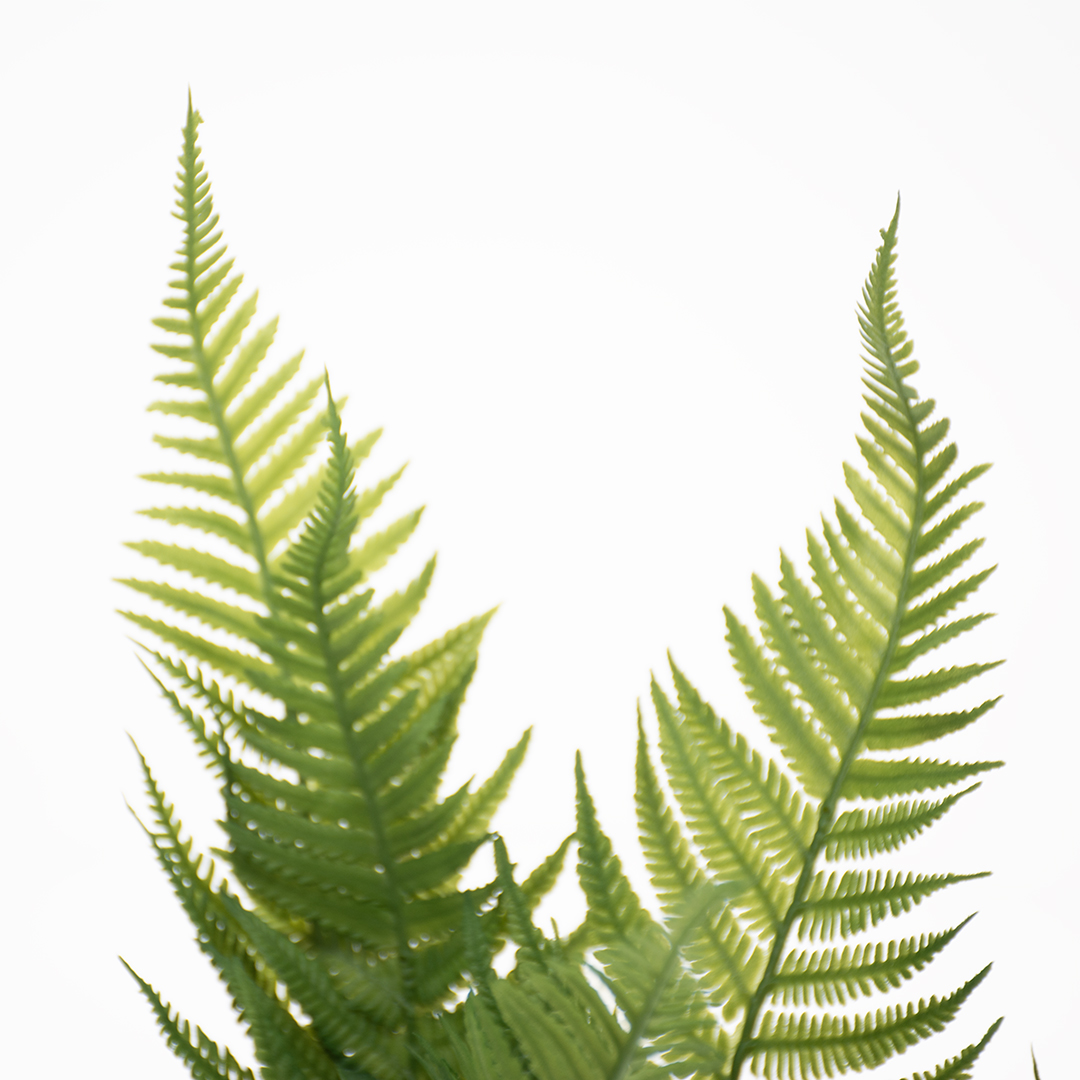 Fern green - Detail 1