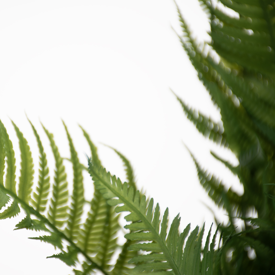 Fern green - Detail 3