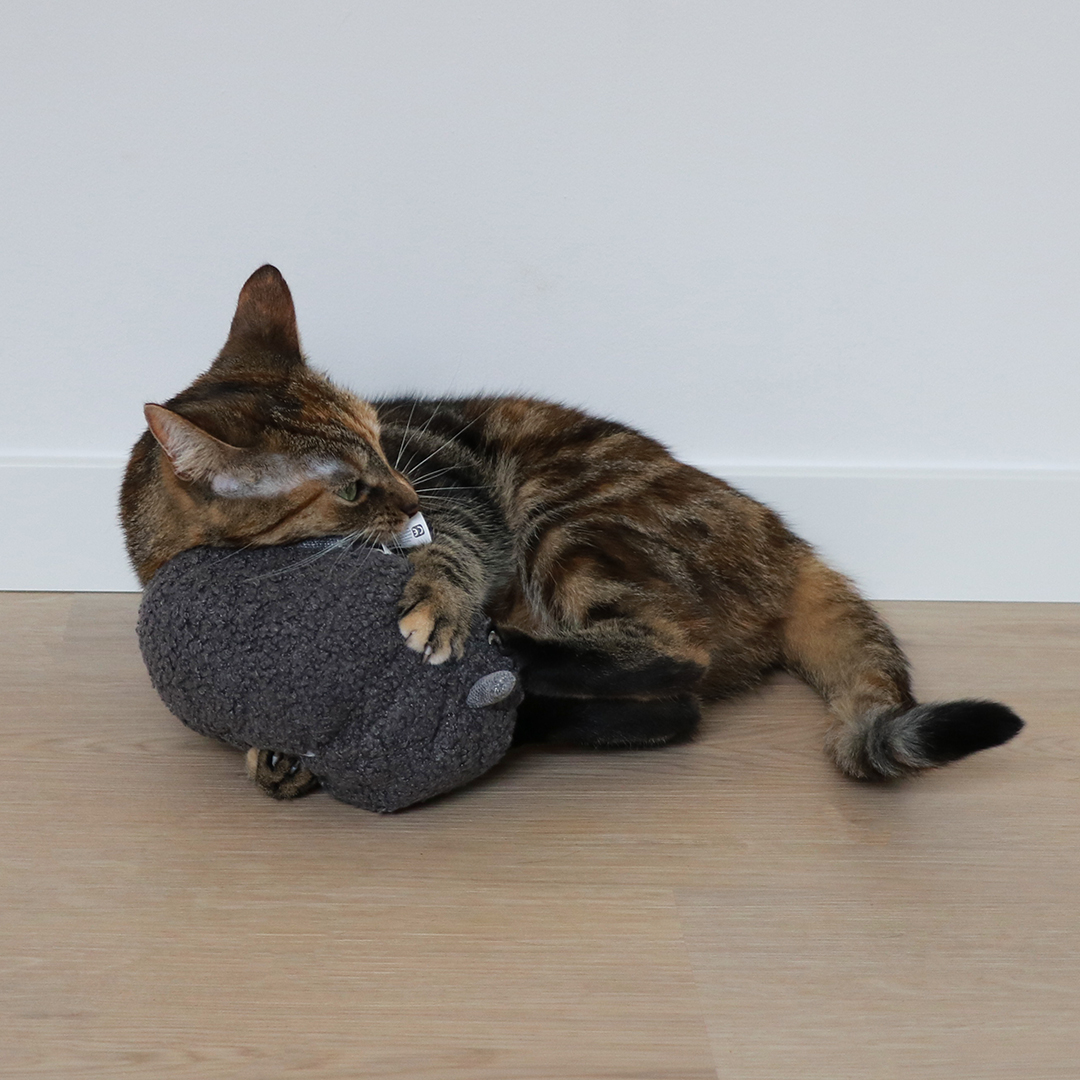 Cat kicking cushion molly noir - Sceneshot