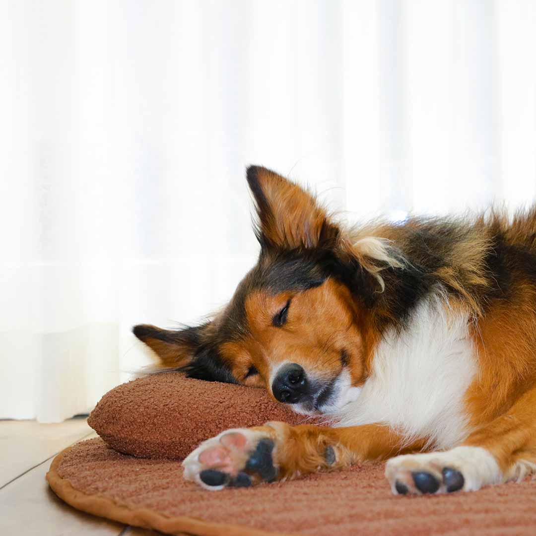 Pebble - dog head pillow orange - Sceneshot