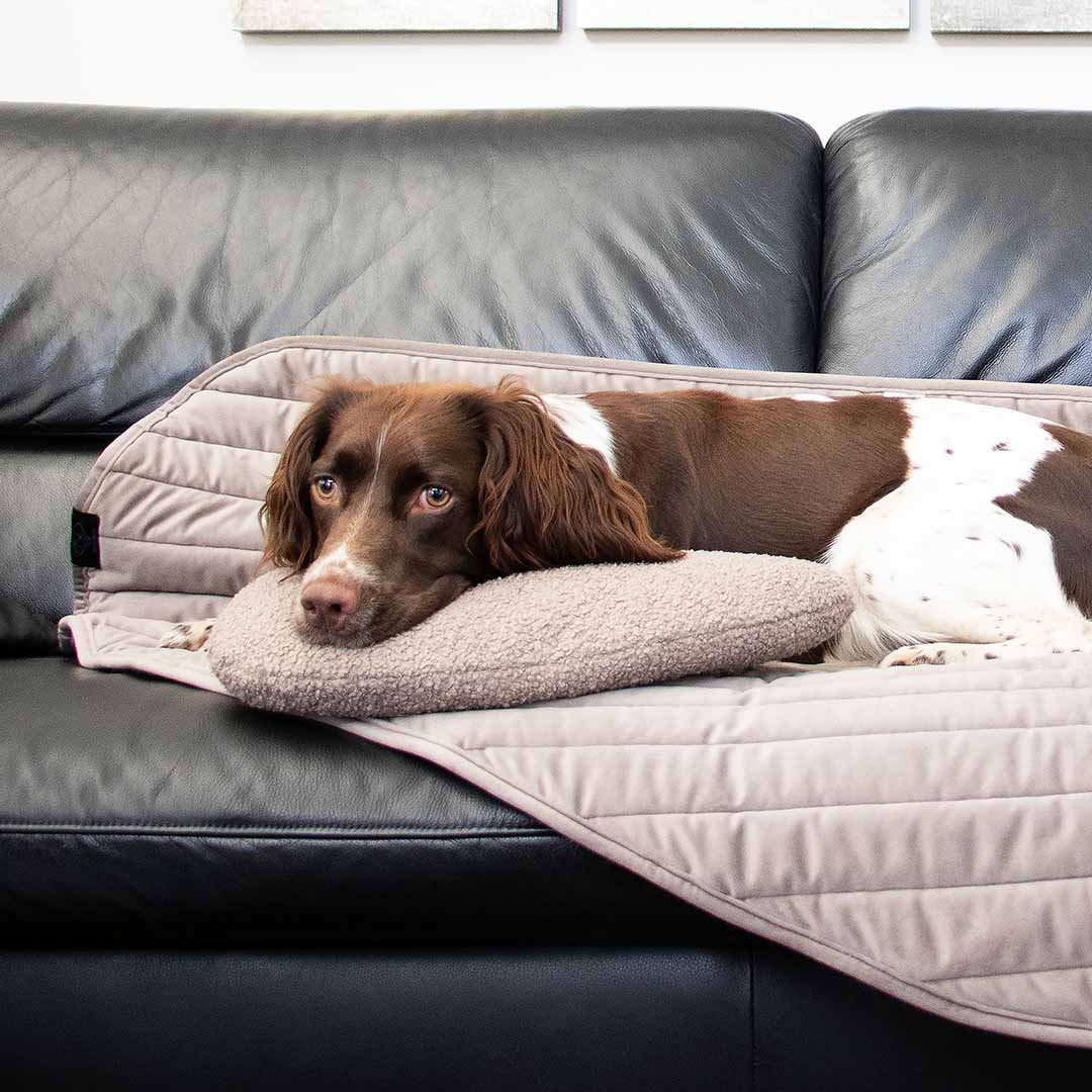 Pebble - kopfkissen für hunde taupe - Sceneshot