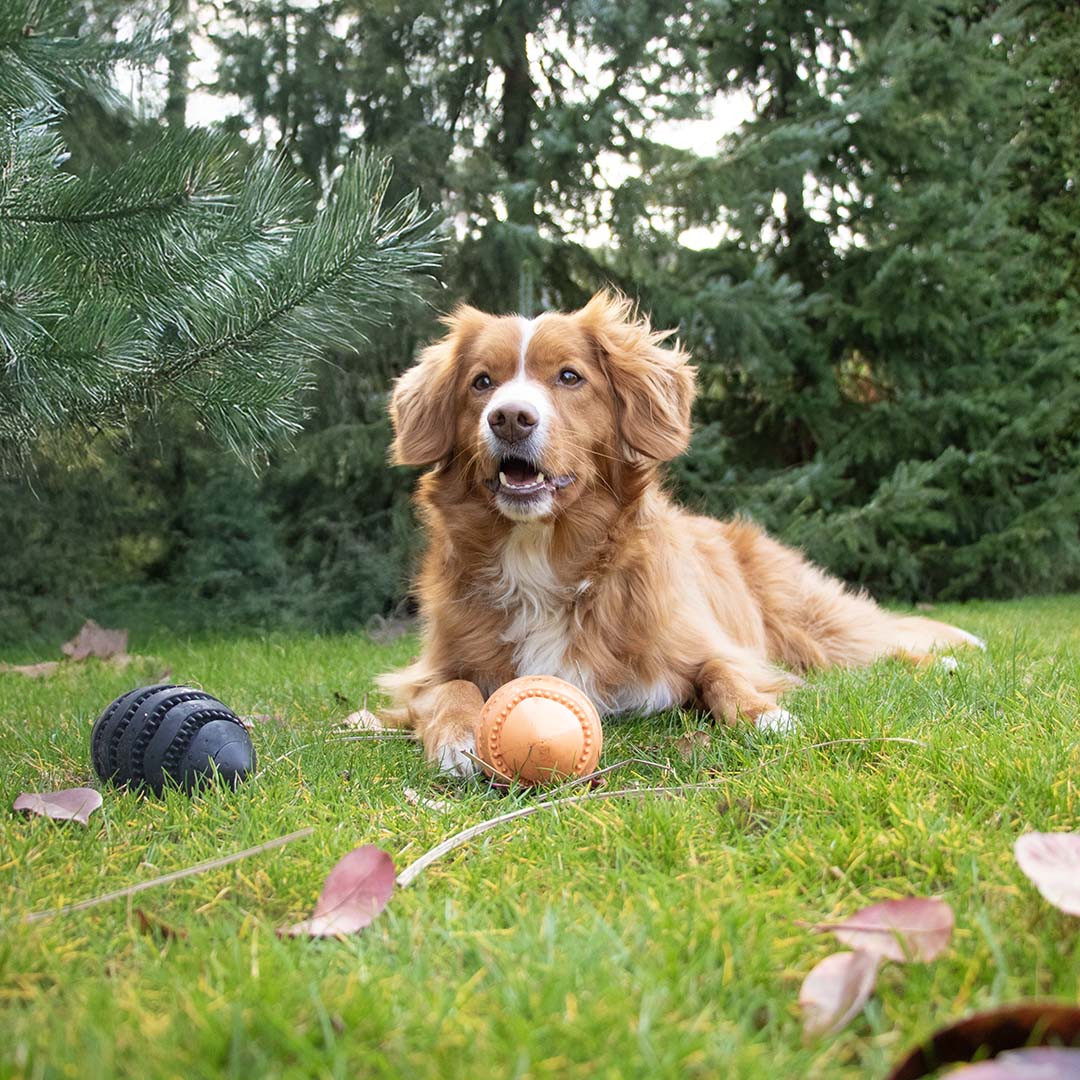 Snackspeeltje Nibble me Rugby Zwart - Sceneshot 2