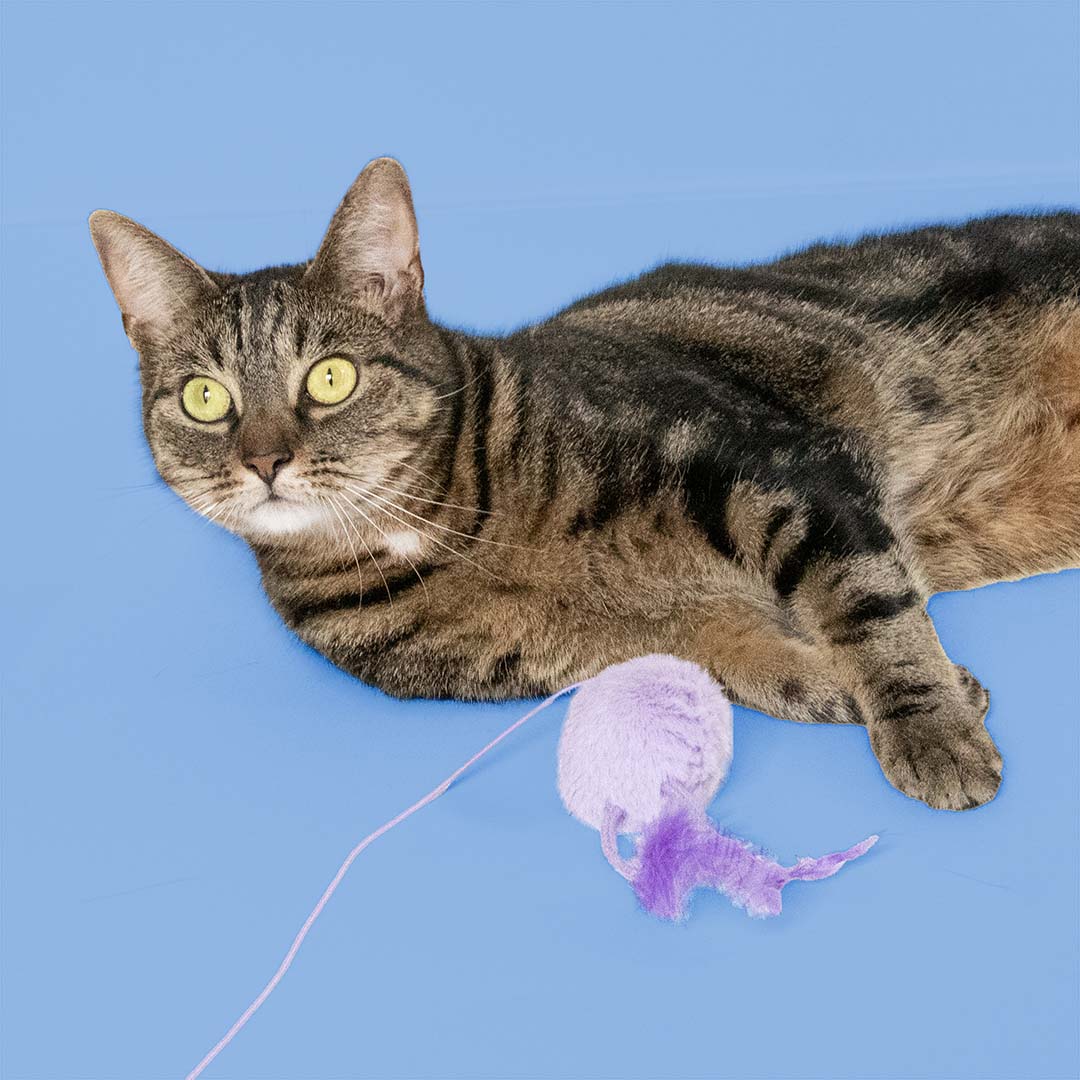Jouet pour chat JUMPING JUMPY Couleurs mélangées - Sceneshot 3