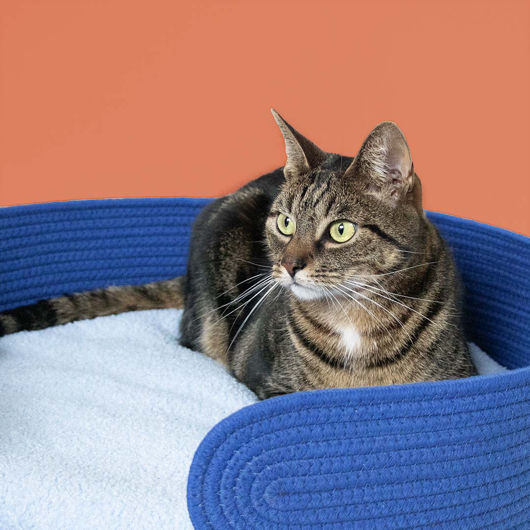 Kattenmandje LAZY LOUNGE Blauw - Sceneshot 2