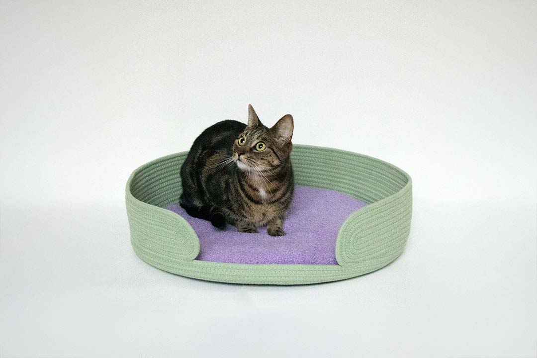 Kattenmandje LAZY LOUNGE Groen/lilac - Sceneshot 2