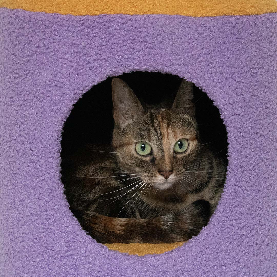 Kattenhuisje HAPPY HOUSE Geel/paars - Sceneshot 2