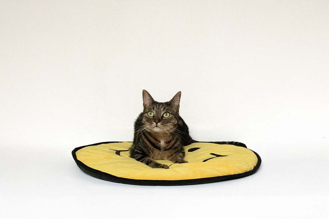 Plaid pour chat BIG SMILE Jaune - Sceneshot