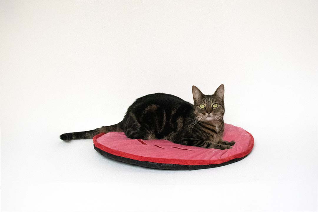 Kattenplaid BIG SMILE Roze - Sceneshot