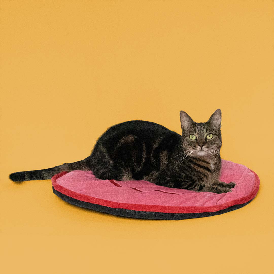 Kattenplaid BIG SMILE Roze - Sceneshot 2