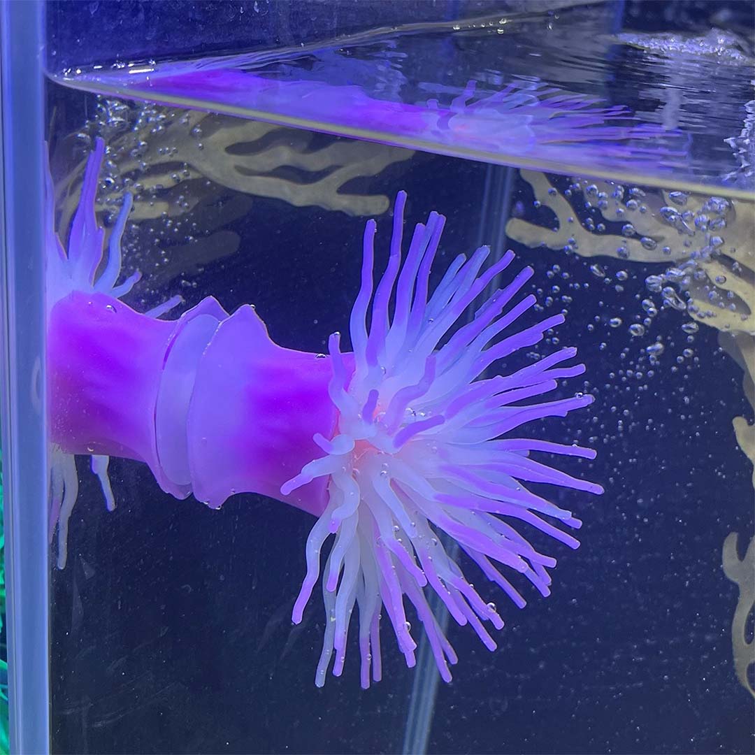Plastic plant anemone with suction cup Pink - Laroy Group