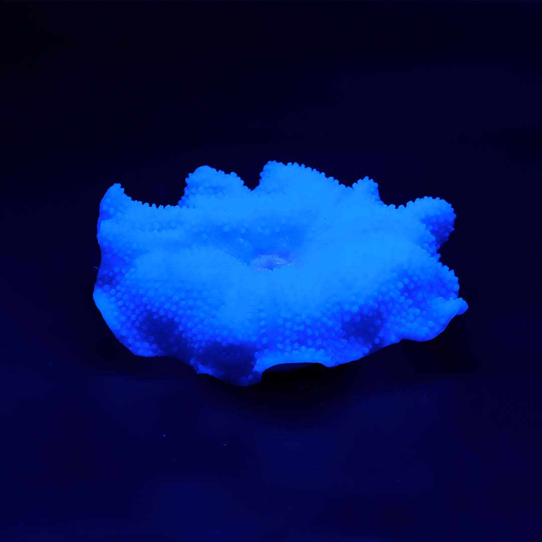 Kunstplant anemoon tapijt Blauw - Detail 1