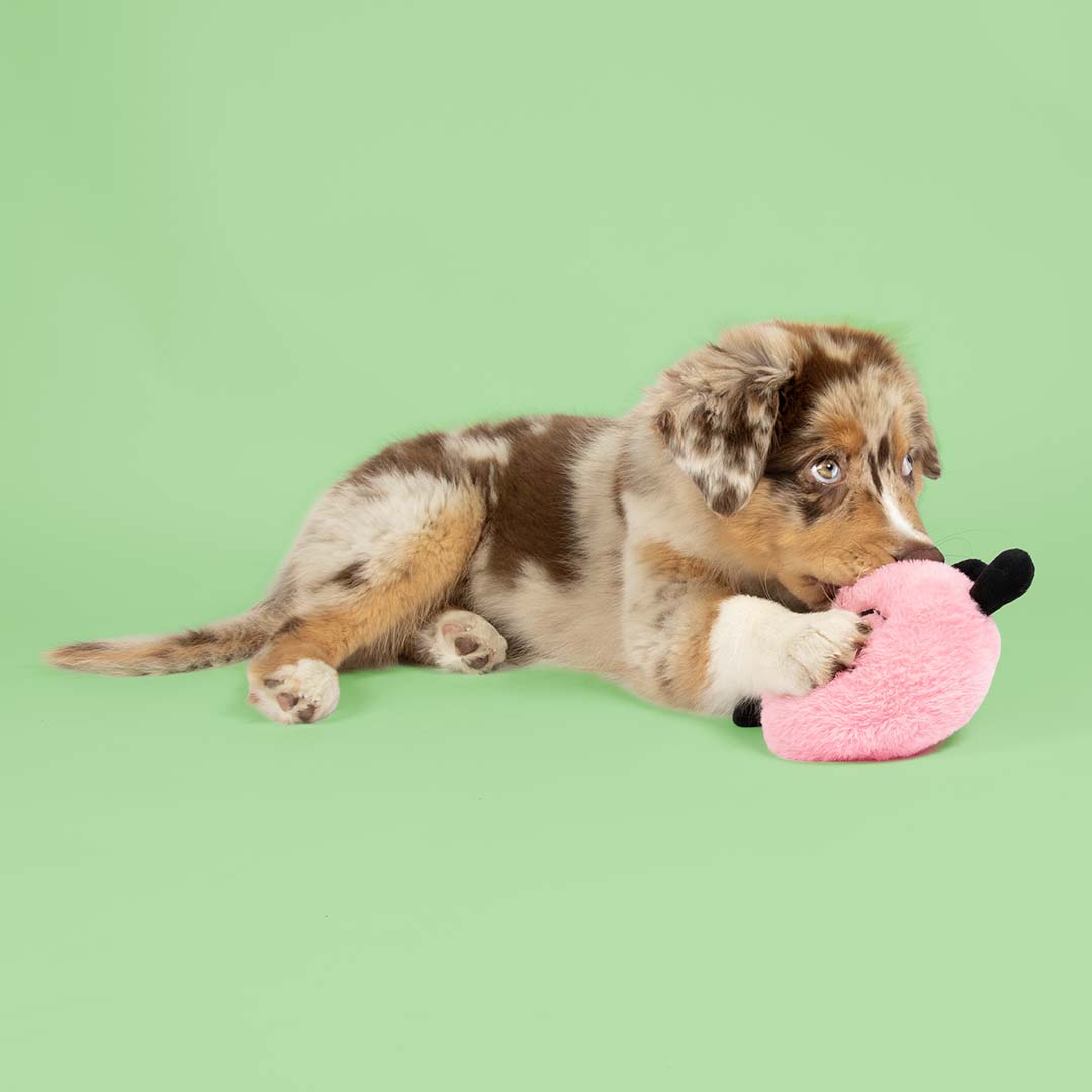 Hundespielzeug Bouncy Buddy rosa Rosa - Sceneshot