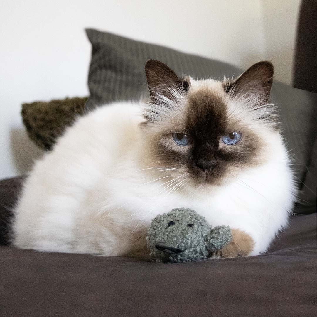 Kattenspeeltje HAZEL Gemengde kleuren - Sceneshot 3