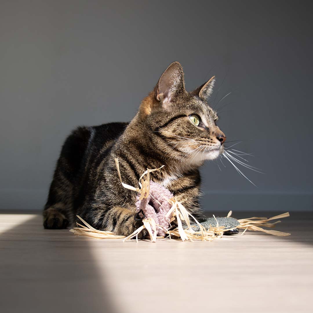 Jouet pour chat MILLY Vert - Sceneshot 2