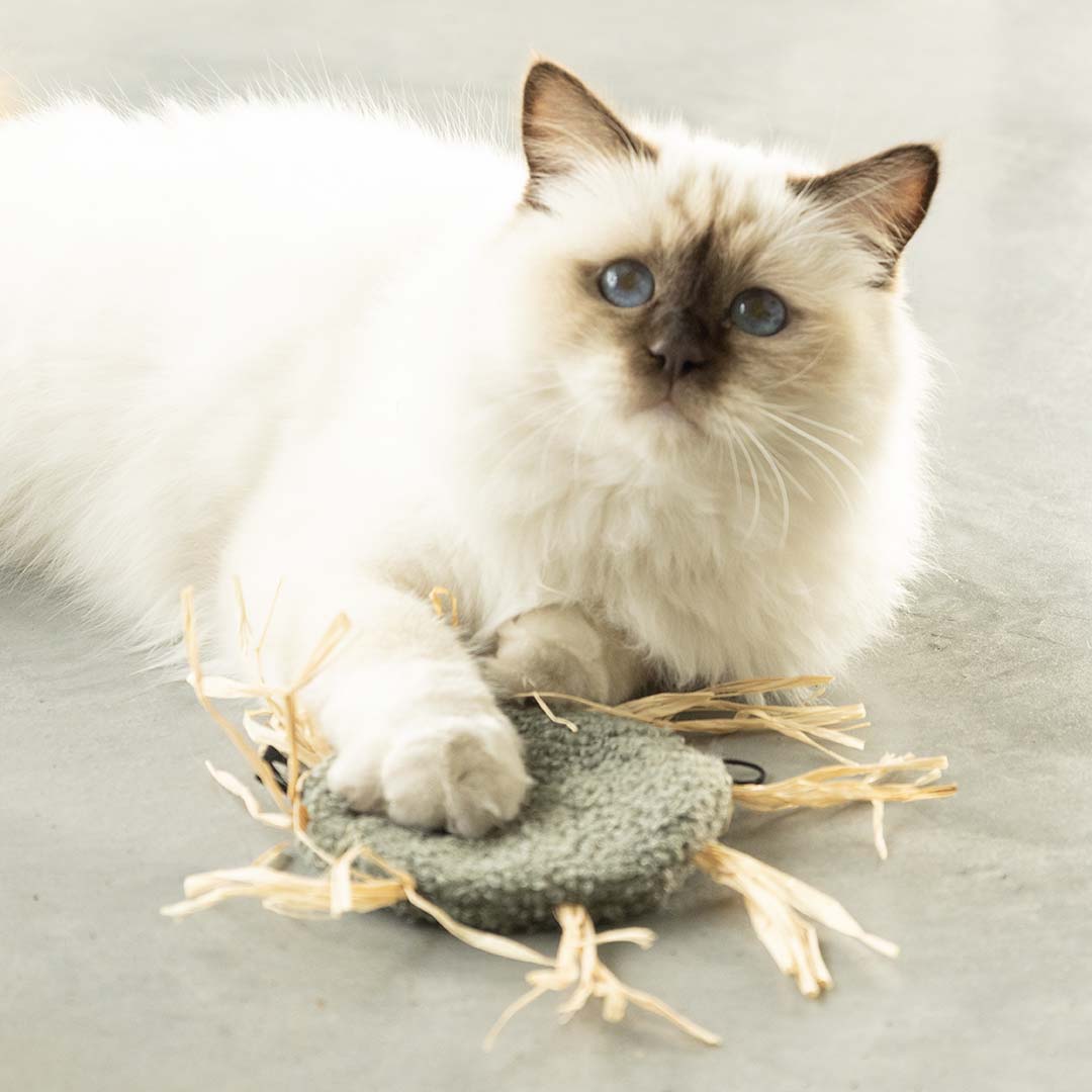 Jouet pour chat MILLY Vert - Sceneshot 3