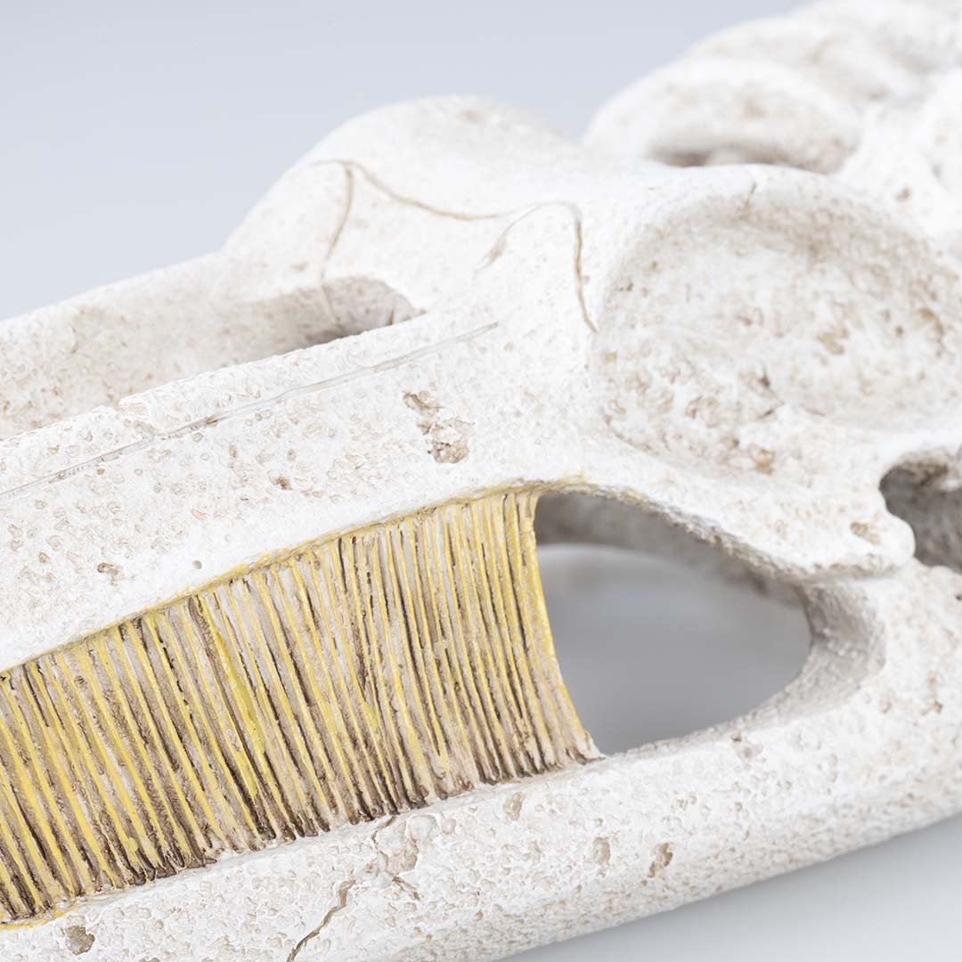 Walvisskelet Beige - Detail 1