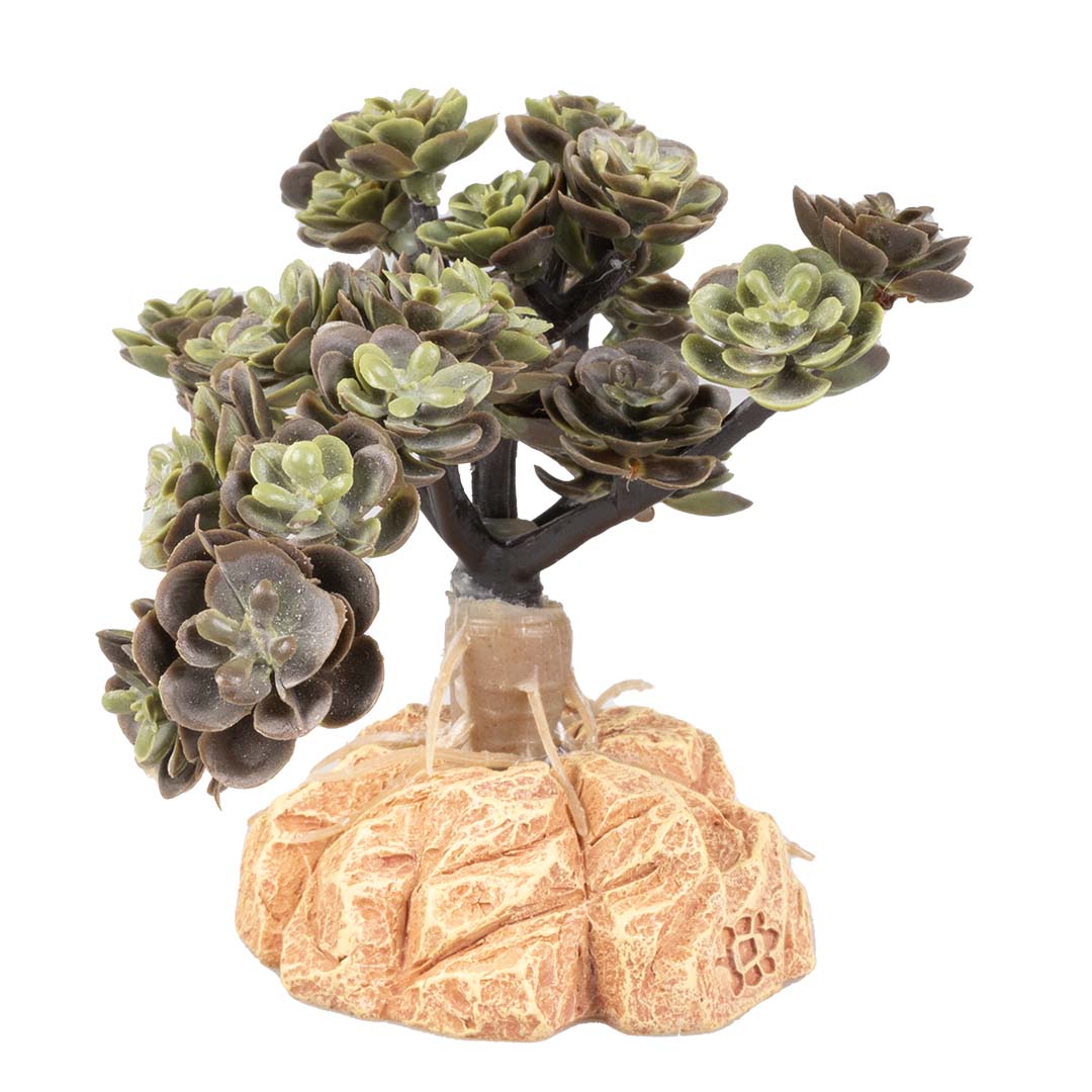 purpurtute variegata Farbenfrohes Pflanzen-Trio main image 0