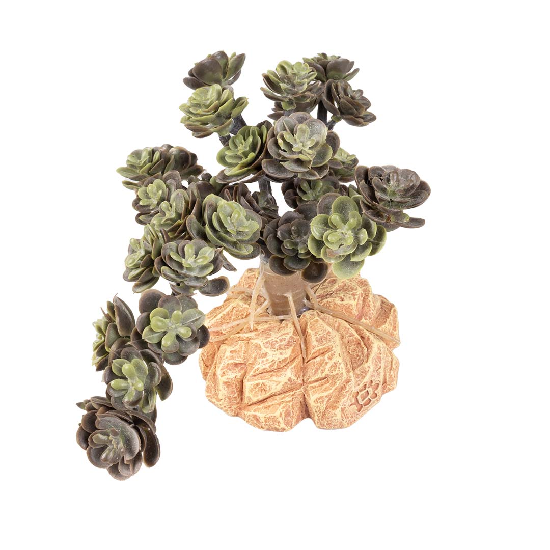 Woestijnplant Sedum spurium Groen - Product shot