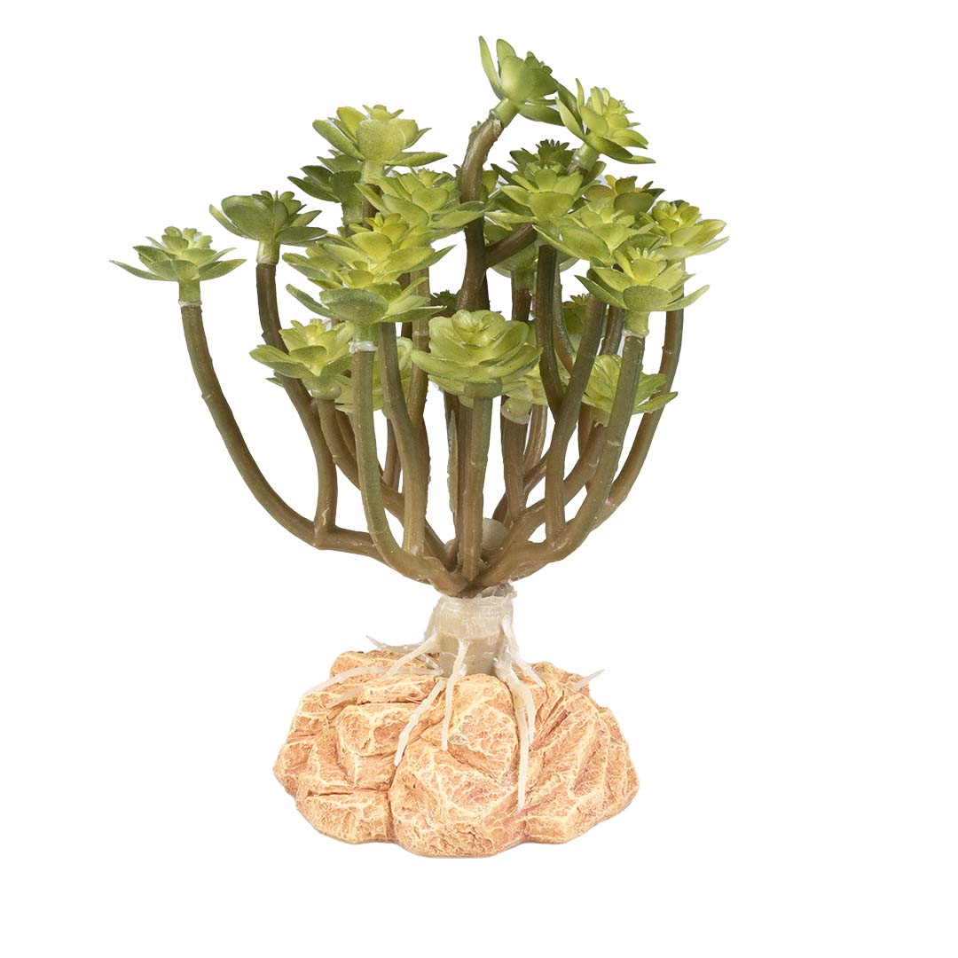 Wstenpflanze Aeonium Grn - Laroy Group