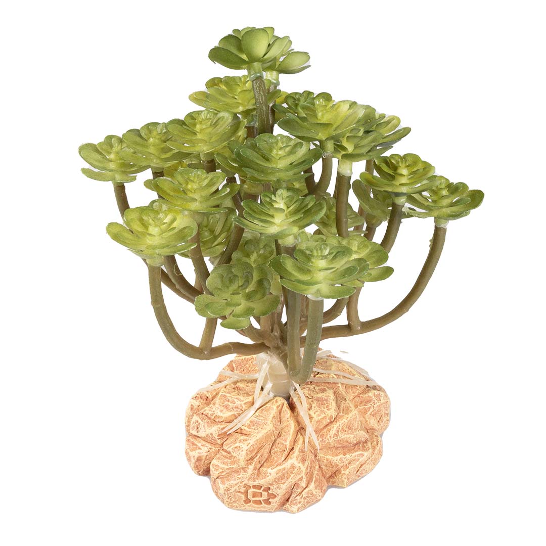 Woestijnplant Aeonium Groen - Product shot
