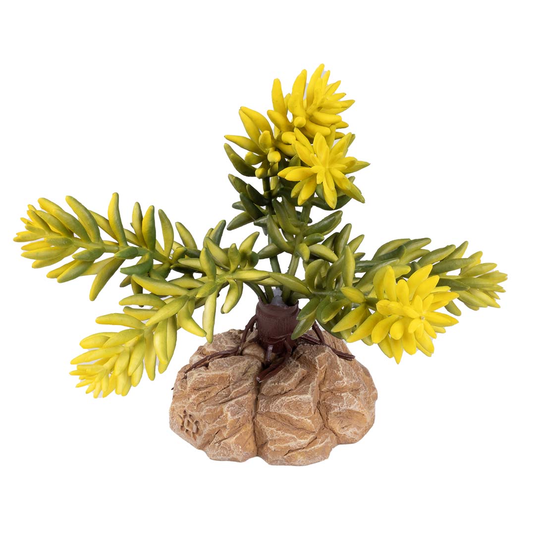 Woestijnplant Sedum morganianum Groen - Product shot