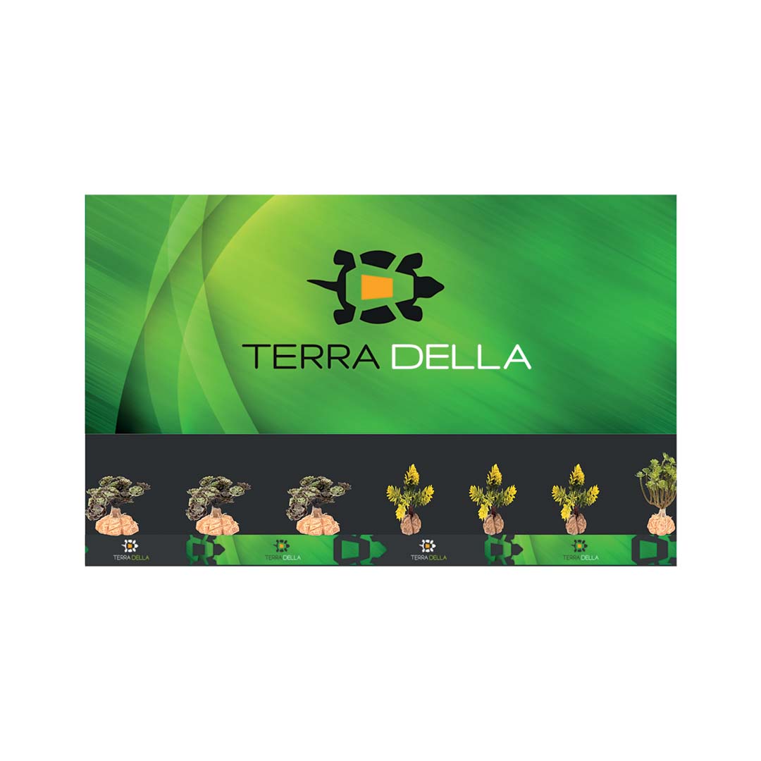 Concept Terra Della desert plants - Product shot
