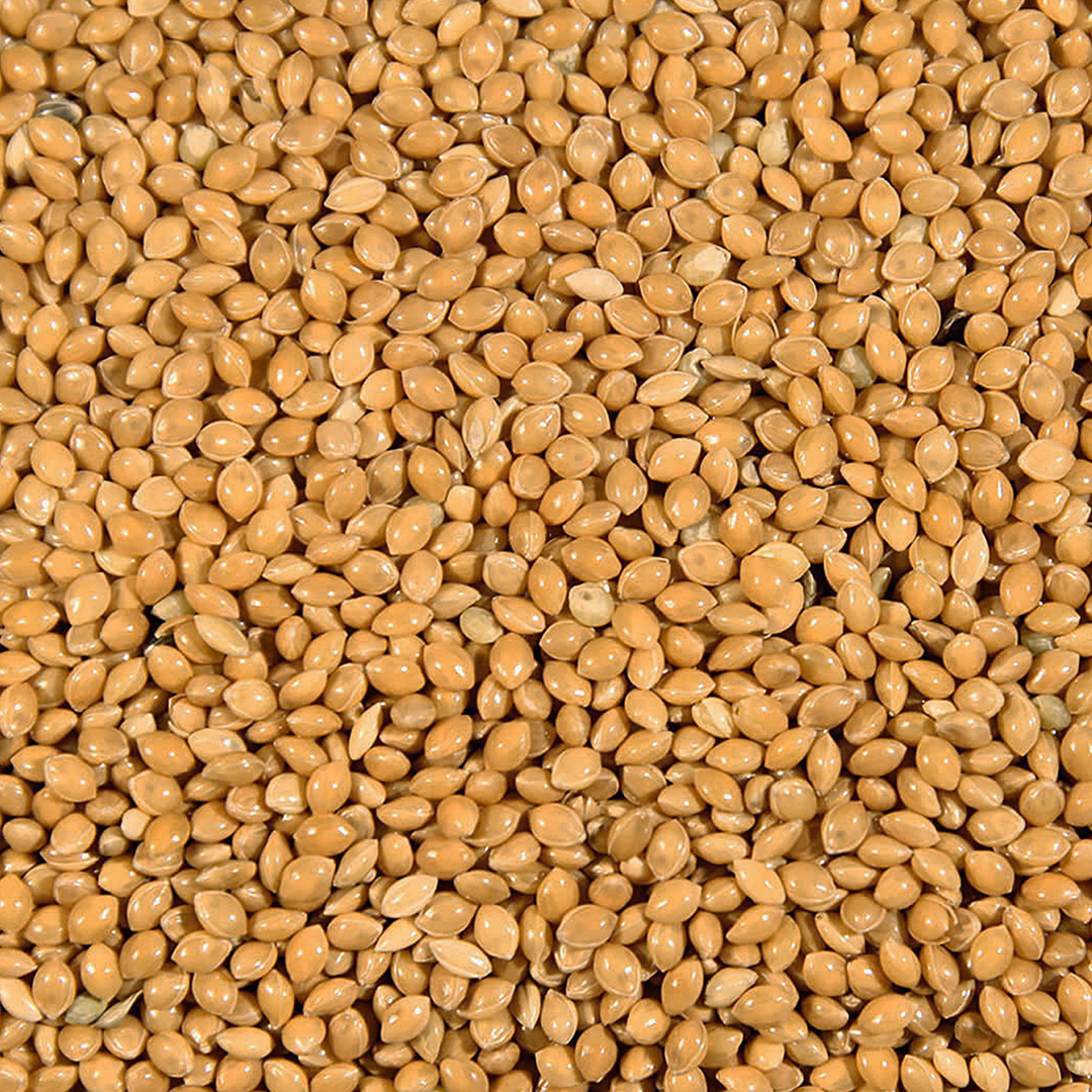 Yellow millet p36 - Product shot