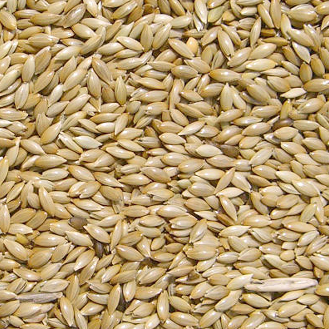 Canary seed extra - Foodshot