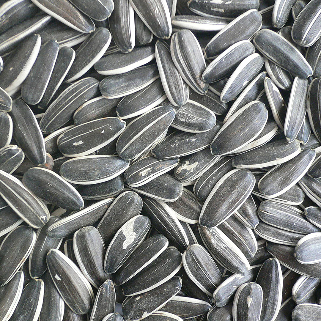 Striped sunflower seeds Laroy Group