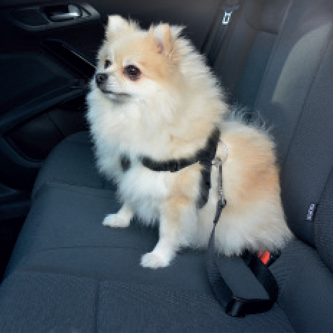Car dog safety belt harness - Sceneshot