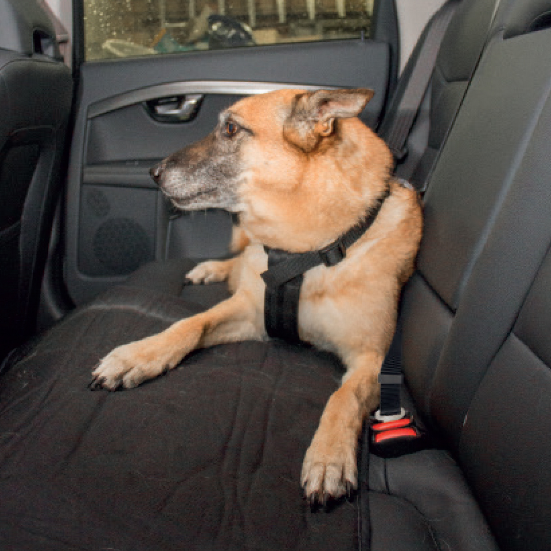 Auto sicherheitsgeschirr hunde - Sceneshot