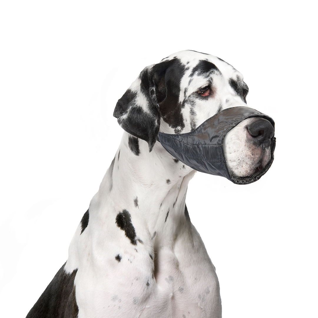 Dog muzzle nylon - Sceneshot