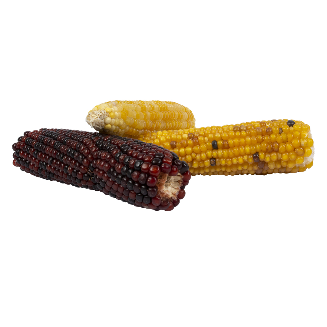 Mini corn cob mix - Foodshot