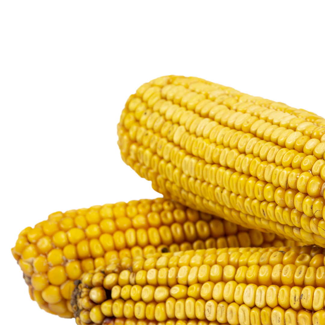 Corn cob trio - Detail 1