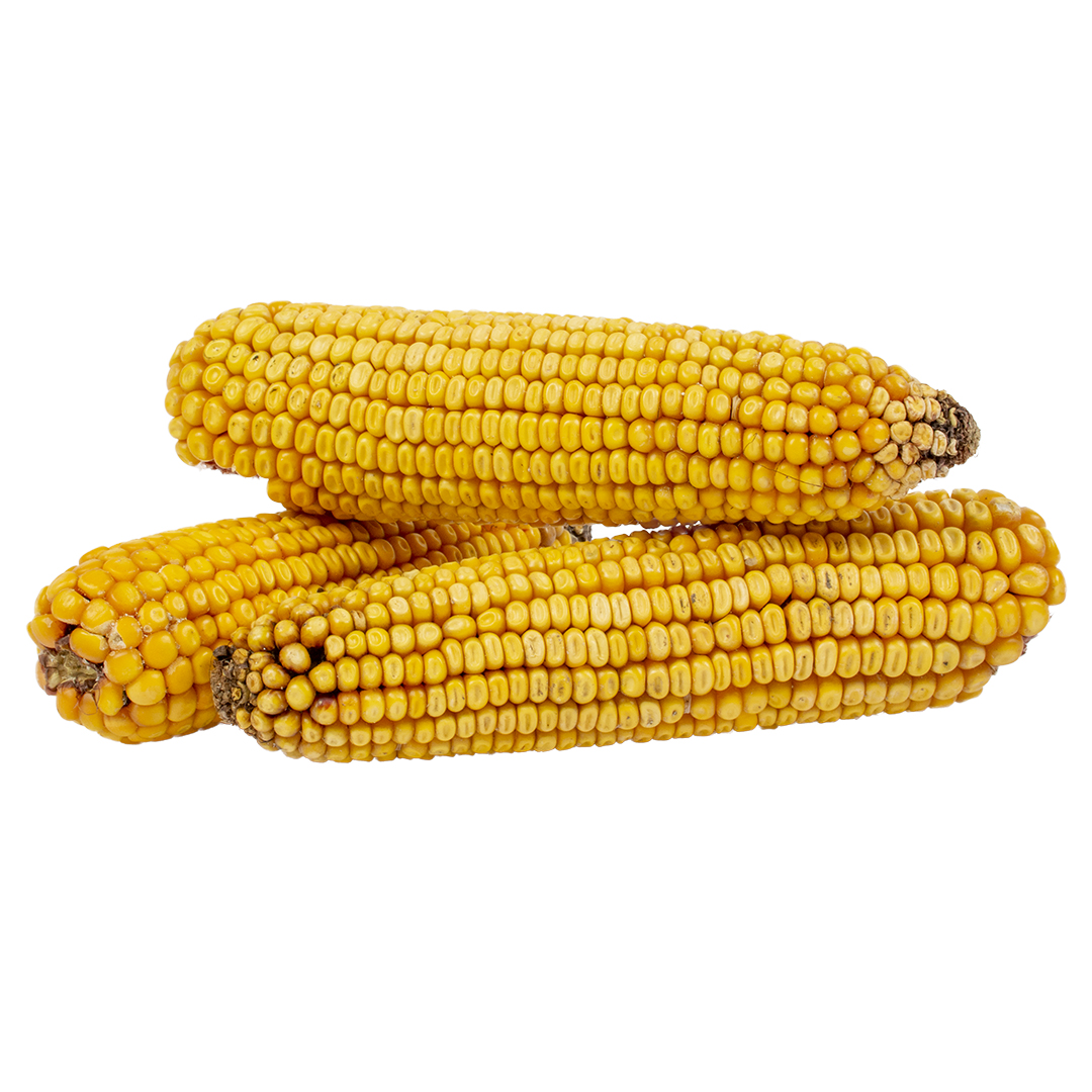 Corn cob trio - Foodshot