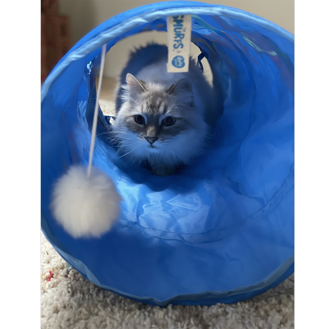 Jeptpack smurf cat tunnel blue - Laroy Group