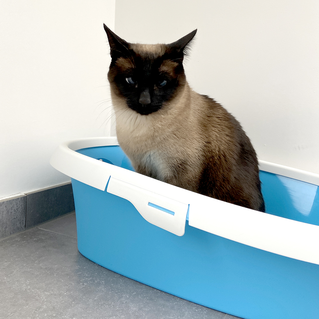 Hefty smurf open cat litter box blue - Sceneshot