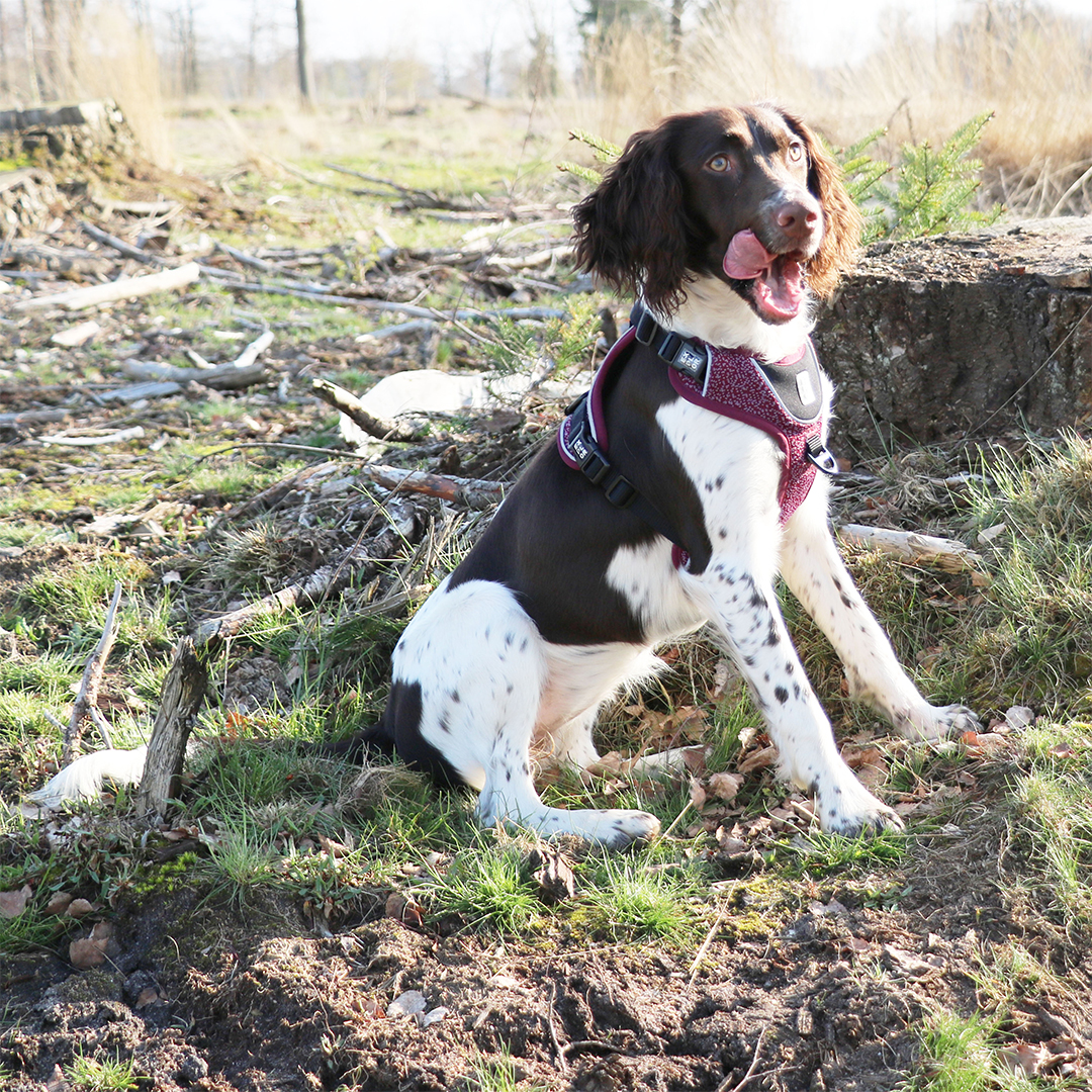 Best anti pull harness for sales springer spaniel