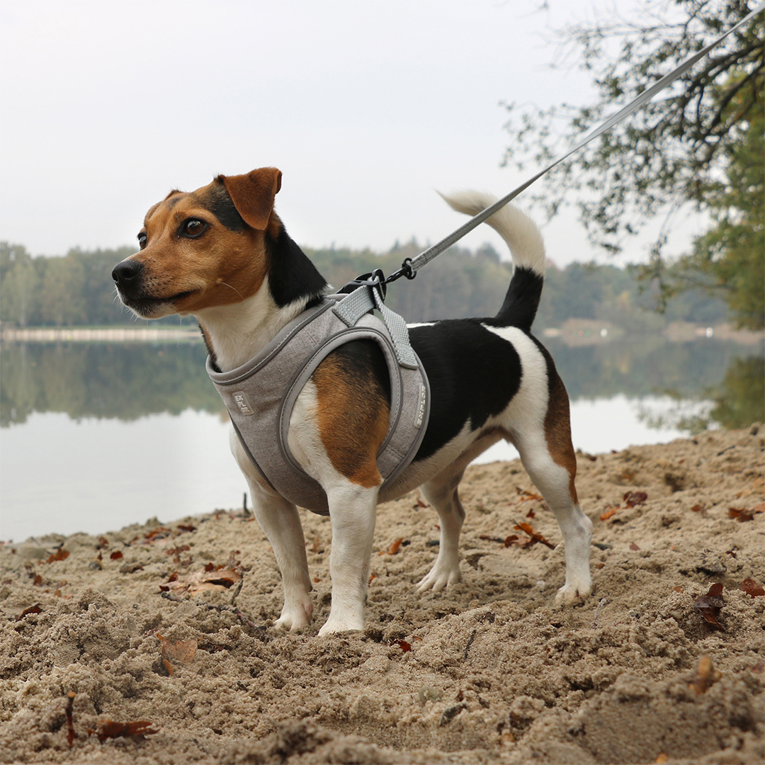 Ultimate fit small dog harness grey - Sceneshot