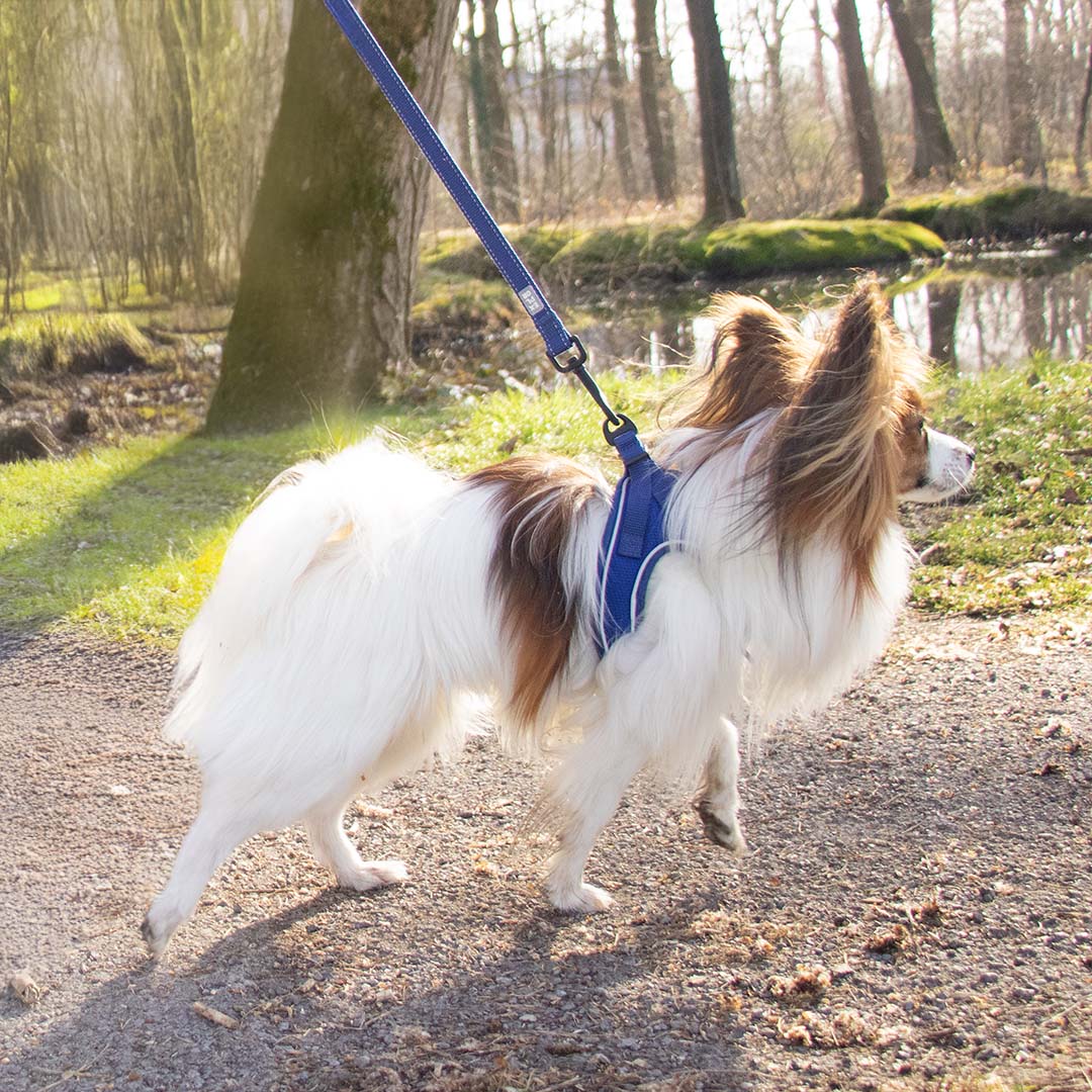 Ultimate fit kleine hond harnas Blauw - Sceneshot